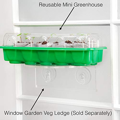 Window Garden - Swiss Chard Vegetable Starter Kit - Grow Your Own Food. Germinate Seeds on Your Windowsill Then Move to Planter or Vegetable Patch. Mini Greenhouse System Make’s it Easy. (Swiss Chard)
