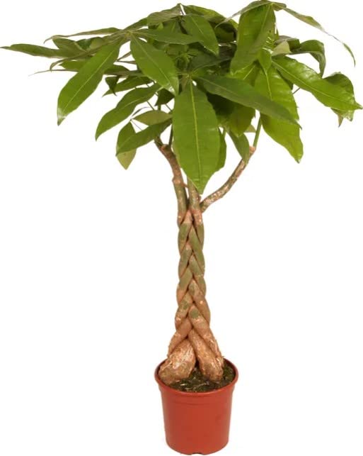 Pachira Aquática XL de 100 cm, árbol natural de interior con elegantes hojas palmeadas