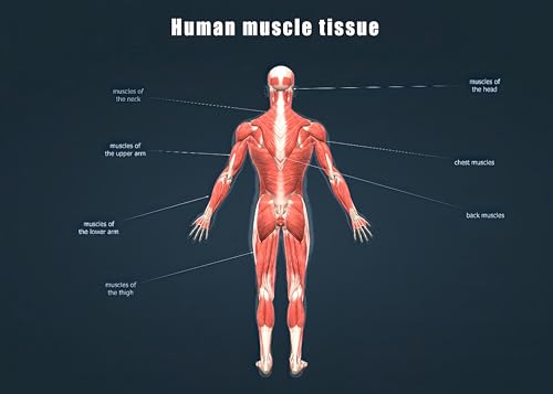 Image of Taanfu Body Educational Learning Anatomy Posters ，Muscle Tissue Art Muscle Villi Anatomy Art Poster Digestive System Organs Illustration Small Intestine Physiology Anatomy Wall Art Villi
