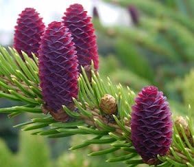 Miniatura 2 de Howells Tigertail Spruce Planta viva de 2 años