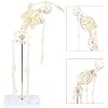 Mini Human Flexible Skeleton Model with Stand, 34 Tall Skeleton Includes Flexible Spine and Removable Arms and Legs, a Stand and Base for Display and Demonstration, Made by Axis Scientific