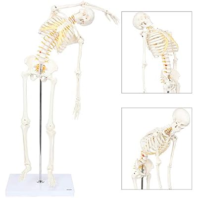 Mini Human Flexible Skeleton Model with Stand, 34 Tall Skeleton Includes Flexible Spine and Removable Arms and Legs, a Stand and Base for Display and Demonstration, Made by Axis Scientific