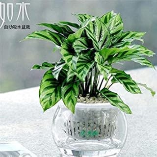 Bonsai Seeds Evergreen Perennial Flower Seeds Pachira Clivia Mint Green Dill Chlorophytum Flower Seeds: Only Seeds