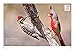 Birds & Blooms Birds in Every Season: Cherish the Feathered Flyers in Your Yard All Year Long (Birds & Blooms Guide)