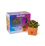 ZendoZones Succulent Fruit Fly Trap – Serene Sandy Design with Terracotta Base – Eco-Friendly Indoor Fruit Fly Control – Easy-to-Use Decorative Trap