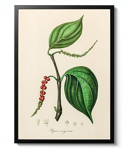 Animato - Lithographie du poivre noir, John Stephenson, impression botanique, art mural de science de la faune, idée cadeau animal, nature, archivage mat, A3 (impression uniquement) – 42 x 29,7 cm