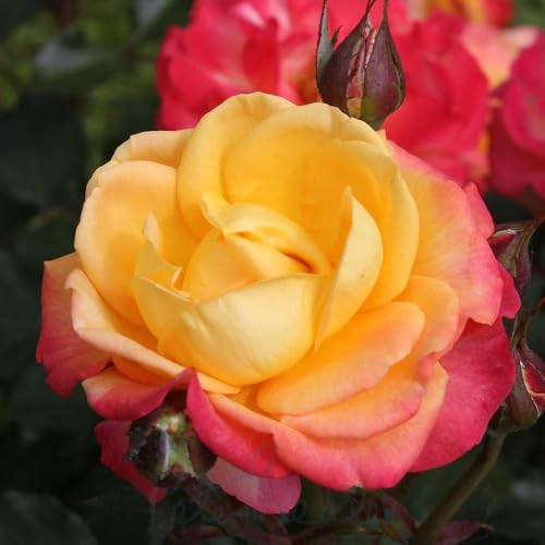 Image of Peter Beales Roses Flaming Star Hybrid Tea Rose, Multi-Coloured Flame Blooms, 75cm Height, Outdoor Garden, Disease Resistant, June-September Flowering
