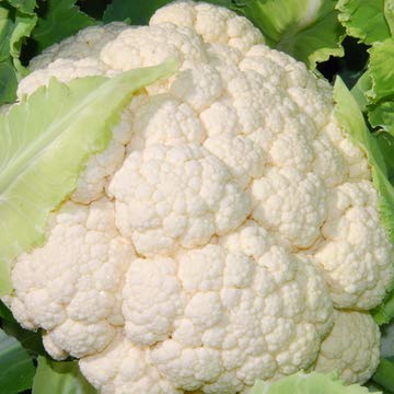 Golden Hills Farm® (AVG 500-2000) Hybrid CauliFlower Seeds (B08644BLZJ) Amazon Price History, Amazon Price Tracker