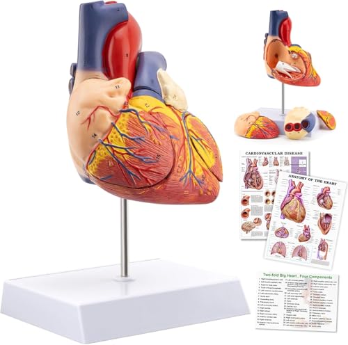 TYRRDE 2X Life Size Anatomical Heart Model – Human Heart