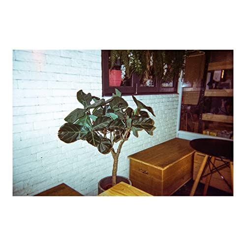 Image of RETO Amber Spark 35mm Disposable Film Camera 27exp, Color Negative Film, Focus Free, Easy to Use, Built in Flash, Single Use (Film and Battery Included)