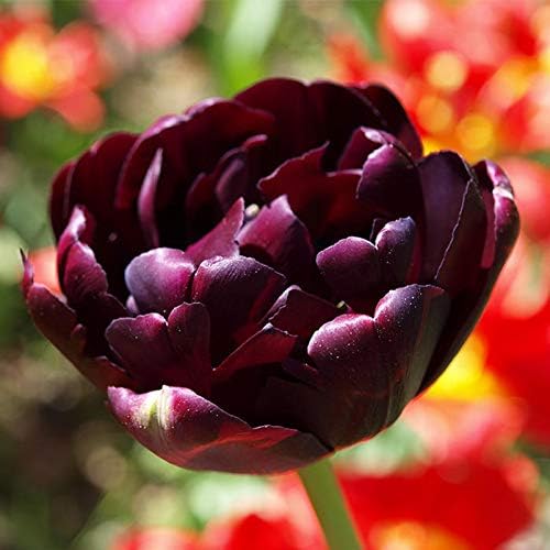 Amazon.co.jp: ハッピーガーデン 中型球根 八重咲き チューリップ