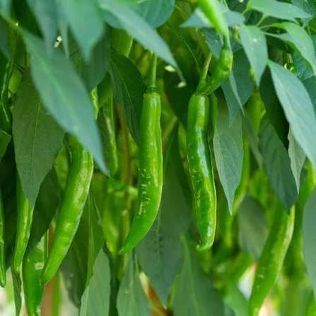 Image of Green Chilli Live Plant with Pot | Spicy Mirchi Vegetable Plant for Kitchen Garden | Fast Growing Chilli Pepper Plant for Balcony, Terrace & Outdoor Gardening | Pack of 1