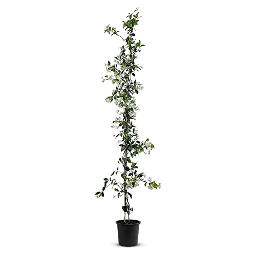Tropictrees Lot de 2 Jasminoides Trachelospermum - 170 cm - Dur d'hiver - Jasmin étoilé - Jasmin toscanique - Blanc - A+
