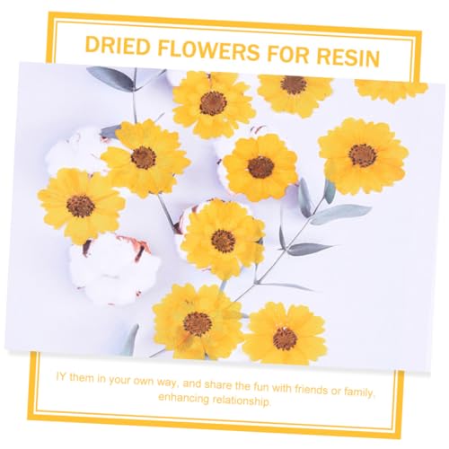 Flores secas prensadas para manualidades DIY miniatura 5