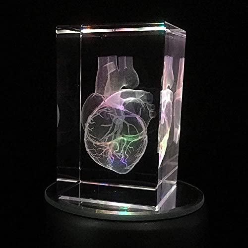 Modèle d'enseignement d'anatomie de cœur humain 3D pour presse-papier de bureau - 5