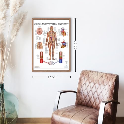 Image of Anatomy Lab Human Circulatory System Poster, LAMINATED, Anatomy and Physiology Body System Poster, 17.3 x 22.5 Inches, Circulatory System Anatomy Poster, Body System Anatomy