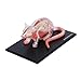 Imagen de Modelo Anatómico 4D Anatomía De La Rata En Blanco Y Negro Modelo De Órgano Óseo Visceral Enseñanza De Medicina Veterinaria Equipo Ensamblado Extraíble 32 Piezas