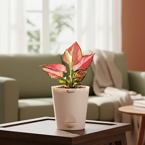 Ugaoo Aglaonema Pink Beauty Live Indoor Plant with Self Watering Pot (Small) | Low Light Air Purifying Houseplant for Home, Office, Bedroom & Desk Decor