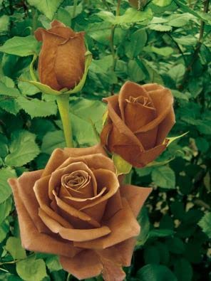 "Live Rust Gold Rose Plant - Rare Varieties 12 Months Flower | Blooming Garden Plants for Home | Ideal for Gardeners - Original & Authentic Indoor/Outdoor Rosa Rubiginosa Plant " (B0D96LJ65B) Amazon Price History, Amazon Price Tracker
