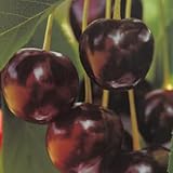 Planta Frutal Cereza Tardía de julio En Jarrón 20 Edad 2/3 Años (Foto Real)