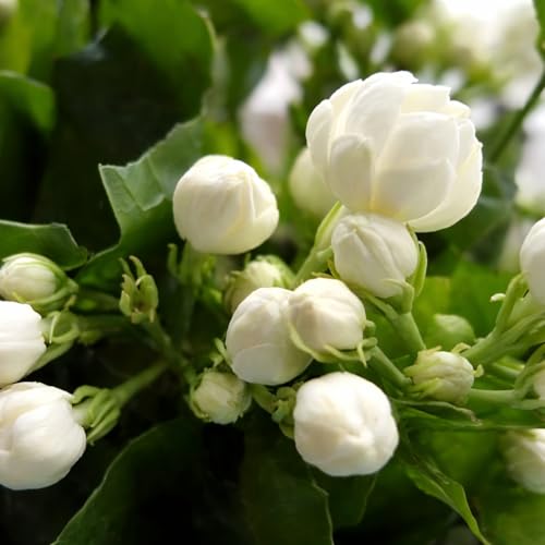 Image of REMASLARIC-Beautiful All Season Mogra Jasmine /Beli Flower Plant Tree || For Home garden Outdoor & Indoor.