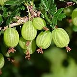Gooseberry Tree Plant Live, Gooseberry Bush Live Plant, 5-9 Inch Tall, Gooseberry Plant Live for Planting Outdoors (Pixwell Gooseberry)