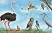All the Birds in the World
