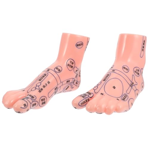 Modèle de pied en PVC solide pour massage et laboratoire - 1 paire de pieds réalistes