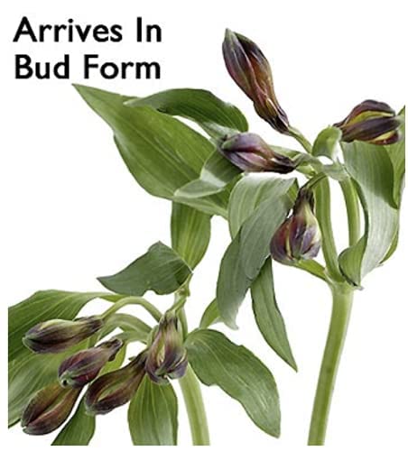 Bloomsybox: 24 Multicolored Alstroemeria Bouquet Flowers, Two Dozen, Long Lasting & Hand-Tied, Farm Fresh Cut Flowers Bouquet, Birthday Flowers,Anniversary Flowers | No Vase #TOP1