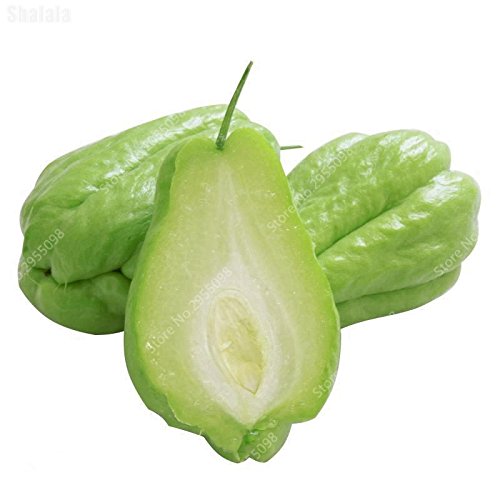 30 pcs/Bag Bonsai Chayote Seeds Outdoor Non-GMO Succulent Pumpkin Fruit Vegetables Bonsai seedted seed for Flower seed seeders - Afbeelding 3
