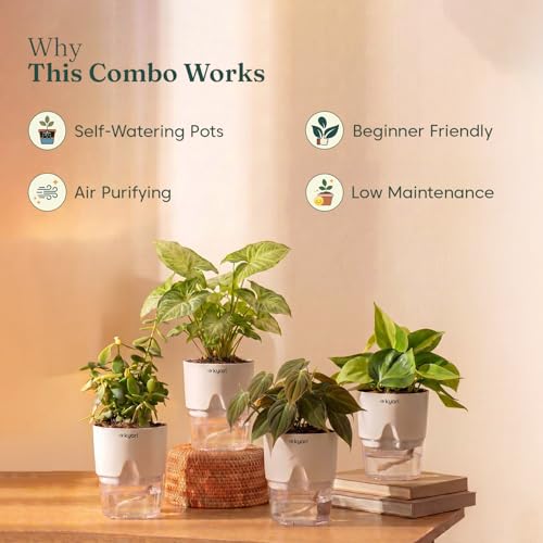Image of Kyari Combo of 4 Indoor Plants - Jade, Syngonium White, Philodendron Micans & Philodendron Oxycardium with White Self Watering Pot 4 Inch