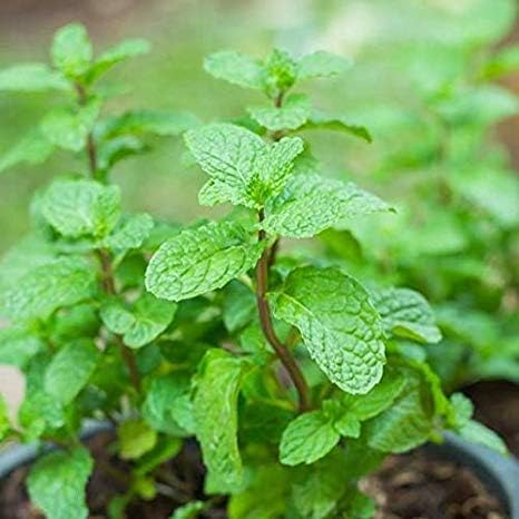 Pudina, Common Mint - Plant with Pot