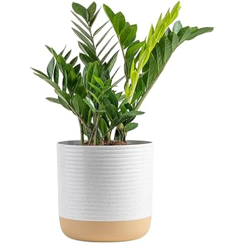 Costa Farms ZZ Plant, Live Indoor Houseplant in Modern Decor Planter, Natural Air Purifier in Potting Soil, Gift for Plant Lovers, Birthday Gift, Tabletop Living Room Decor, Desk Decor, 22-Inches Tall Cover
