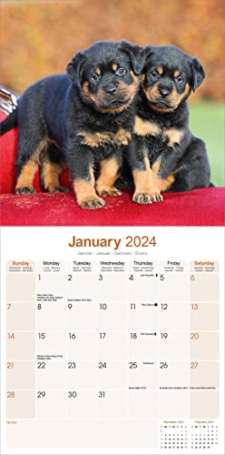Rottweiler Calendar 2024 - Image 3