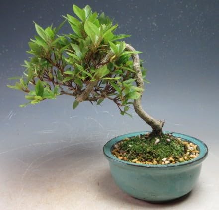 Amazon.co.jp: 盆栽 花芽付！皐月（サツキ）（日の丸）(4523) 【現品