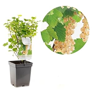 Ribes rubrum Witte bes | Witte aalbes | Ø 18 cm