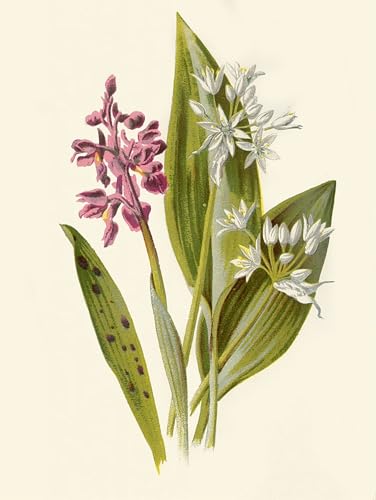 Tableaux Toile Orchis et Ail Sauvage par Hulme 60x90cm