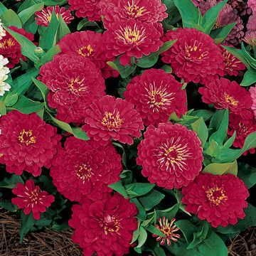 Park Seed Zinnia Flower Planting Seeds, Easy to Grow, Perfect for Spring Garden, Dreamland Red, Pack of 25