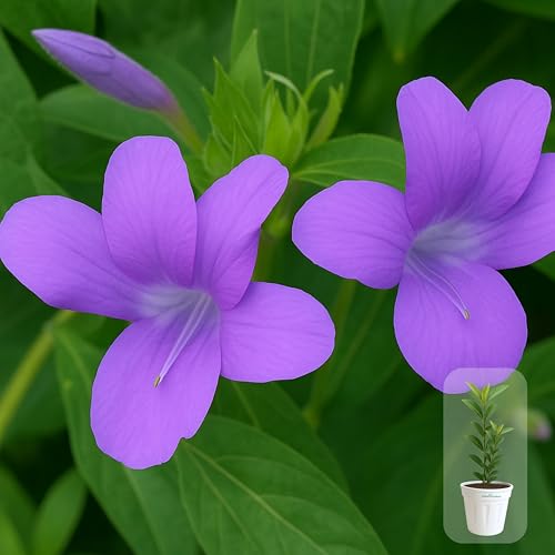 Image of Indian Gardens - Purple Colour Barleria cristata /Decemeber flower plant 6 inch White Colour Pot