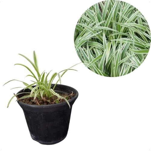 Muda Chlorophytum Comosum Clorofito Planta Natural Folhagem