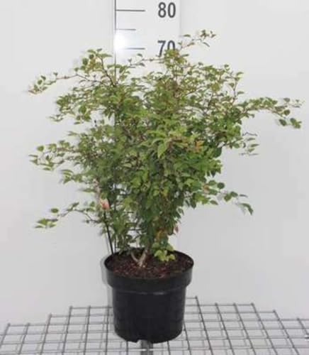 Prunus incisa 'Kojou-no-mai' - Prunus Incisa 'Kojo No Mai ' 60-80 cm en pot