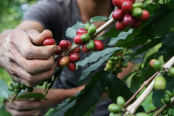 VIA CREMA 1 Kg Granos de Café Tostado Chocolate Oscuro miniatura 4