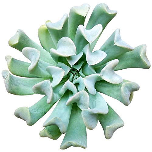 Echeveria Topsy Turvy 2 Inch Live Succulent