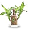 Brazilië Houten Potplant Schone Lucht Lucky Hout Plant Ingemaakte Hydrocultuur Plant Hydrocultuur Boomstronk Desktop…