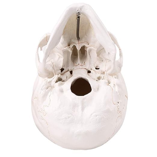 Image of RONTEN Human Skull Anatomical Model with Line, Life Size, White /Off-White PVC Skull, 3-Part (Calvaria, Base, Mandible), Medical Education & Teaching Tool, Includes Free Chart & 12-Month Service