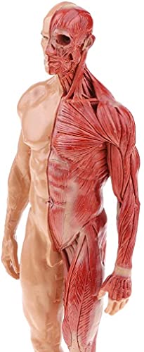 Image of BONEW 30CM Male and Female Resin Human Anatomical Anatomy Skull Head Body Model Muscle Bone Model Medical Lab Reference Model Red (Male)