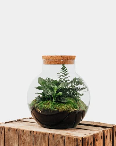 Foto von Botanicly Flaschengarten Set - Ökosystem im Glas: Pflanzen Terrarium - Bolder – Botanic Mix Höhe: 30cm Breite 18cm