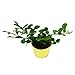 Kaffir lime - Citrus hystrix - 1 plant - Kaffir lime spice...