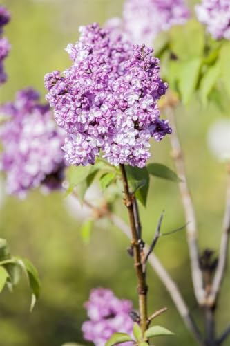 Syringa vulgaris 'Prince Wolkonsky' 60-80 cm – Winterhart, Mehrjährig, Pflegeleicht – Flieder – Heckenpflanze für Garten & Sichtschutz