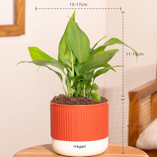 Image of Kyari Combo of 2 Indoor Plants - Money Variegated, Peace Lily with Red Brick Self Watering Pot 4 Inch - Live Plants for Home Decor, Living Room, Office Desk - Air Purifying Vastu Plant Set
